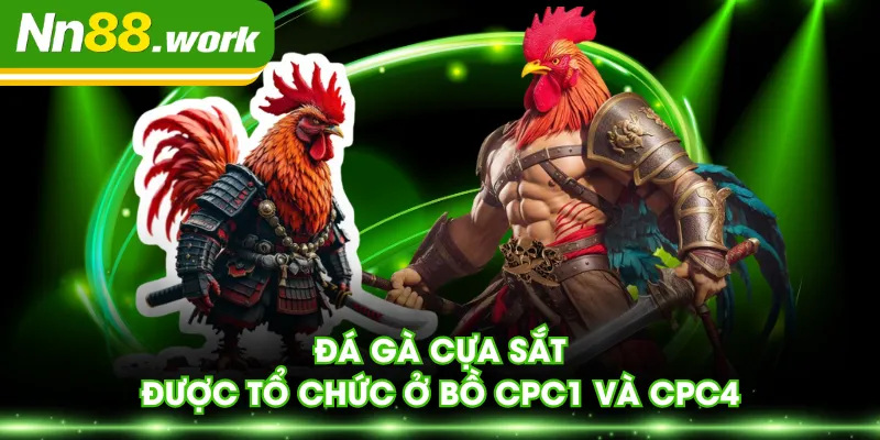 Đá gà cựa sắt được tổ chức ở bồ CPC1 và CPC4
